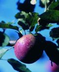 Obst gegen Verstopfung