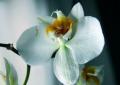 Orchidee