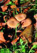 Pilze im Wald Pilze im Wald