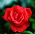 rote Rosen