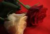 weiße und rote Rose