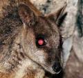 Rote Augen beim Fotografieren Rote Augen beim Fotografieren