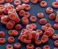 Rote Blutk�rperchen