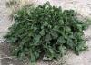 Rucola - Garten-Senfrauke