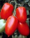 San Marzano Tomaten