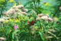 Schmetterling