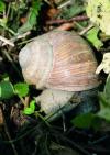 Schnecke