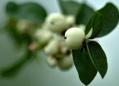 Schneebeere