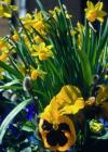 Schnittblumen