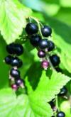Schwarze Johannisbeeren