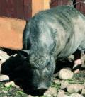 Schwein gehabt