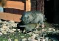 Schwein mit Katze