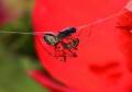 Spinne