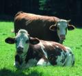 Kann ein Stier rot sehen? (K�he)