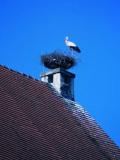 Storch Storch