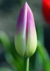 Tulpe Tulpe