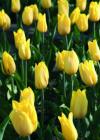 Tulpen