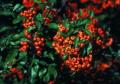 Vogelbeeren