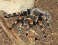 Vogelspinne