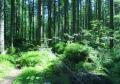 Wald