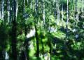 Wald