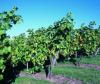 Weinreben