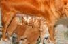 Hunde Welpen