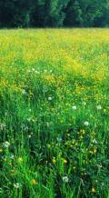 Wiesenkr�uter gegen Reizhusten