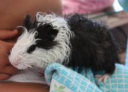 Name: Lola - schwarz wei&szlig;es Meerschweinchen nach dem Baden 