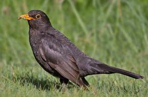 Amsel