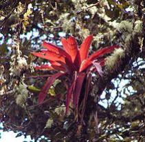 Epiphytische Bromelie