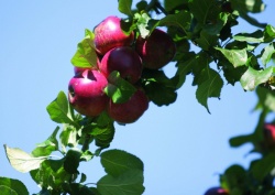 Äpfel am Baum