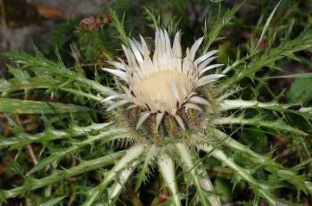 Distel