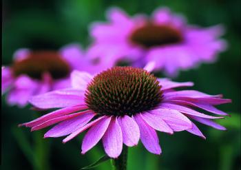 Blume / Blüte Echinacea