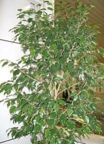 Zimmerpflanze Ficus benjamina