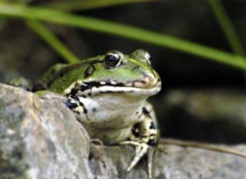 Frosch Foto