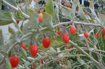 Goji Beeren