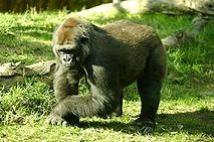 Gorilla