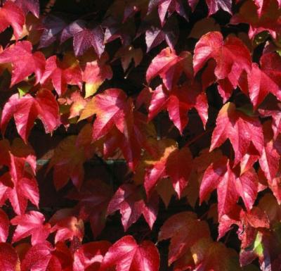 Bunte Blätter im Herbst