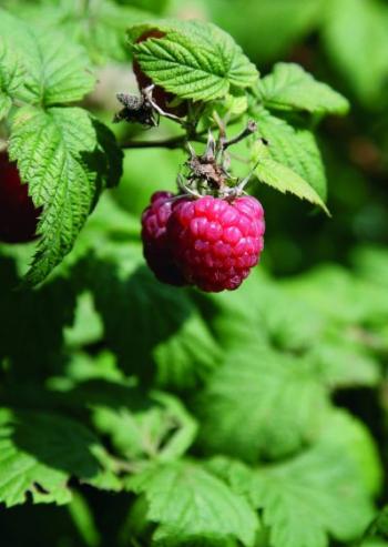 Himbeeren