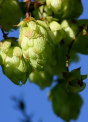 Hopfen für starke Nerven