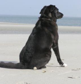 Hund am Strand