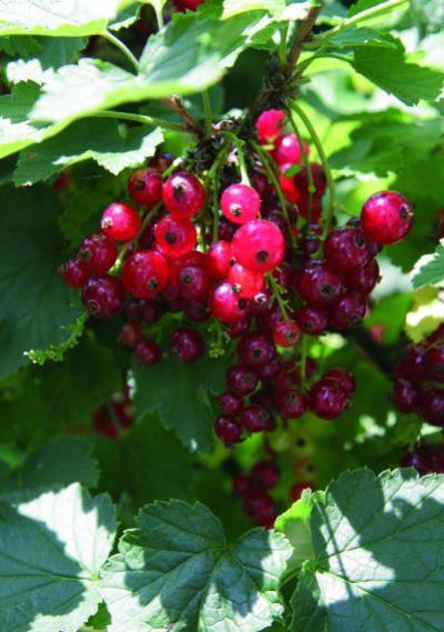 Johannisbeeren