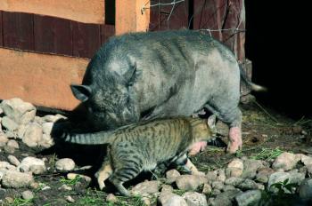 Haustiere: Katze und Schwein