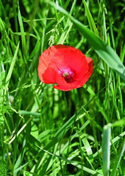 Klatschmohn