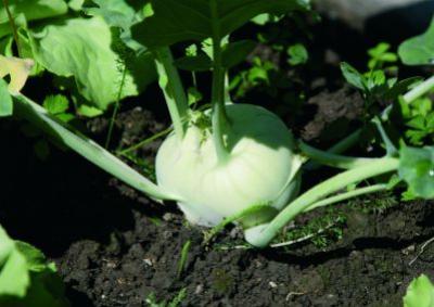 Kohlrabi