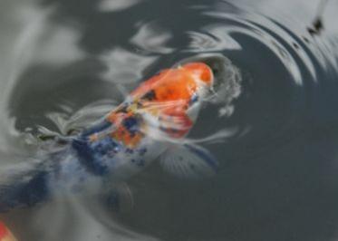 Koi im Gartenteich