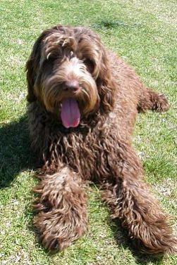 Labradoodle