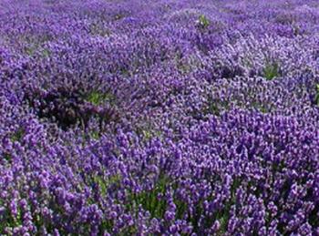 Lavendel gegen Silberfische