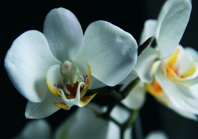 Orchidee